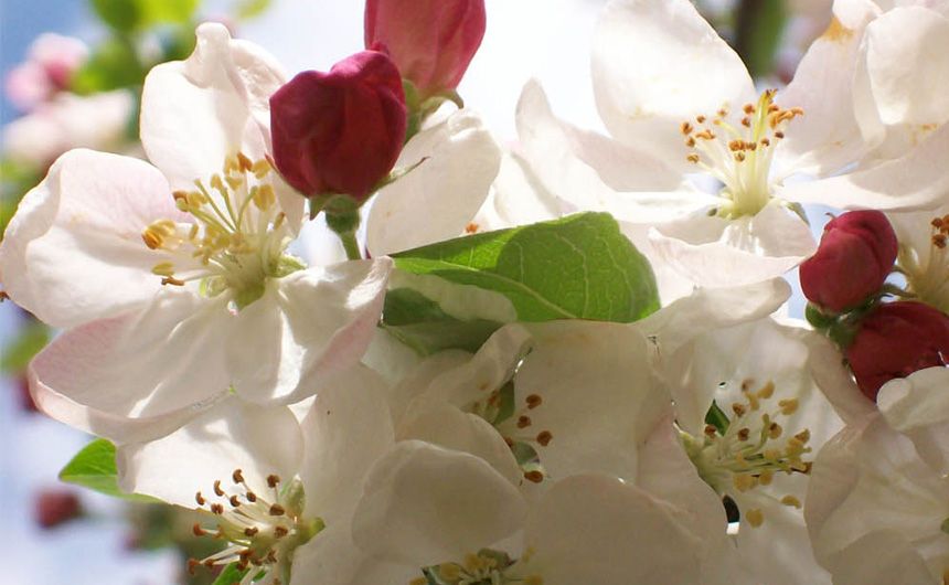 Knospen