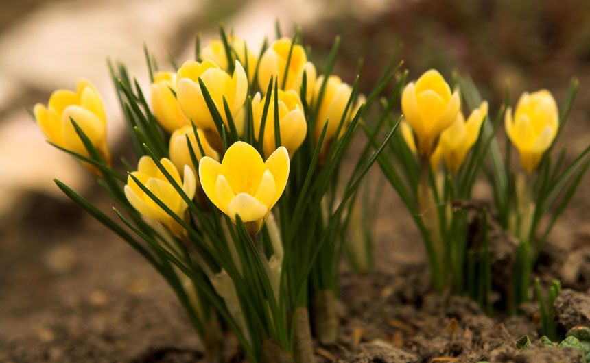 Krokusse