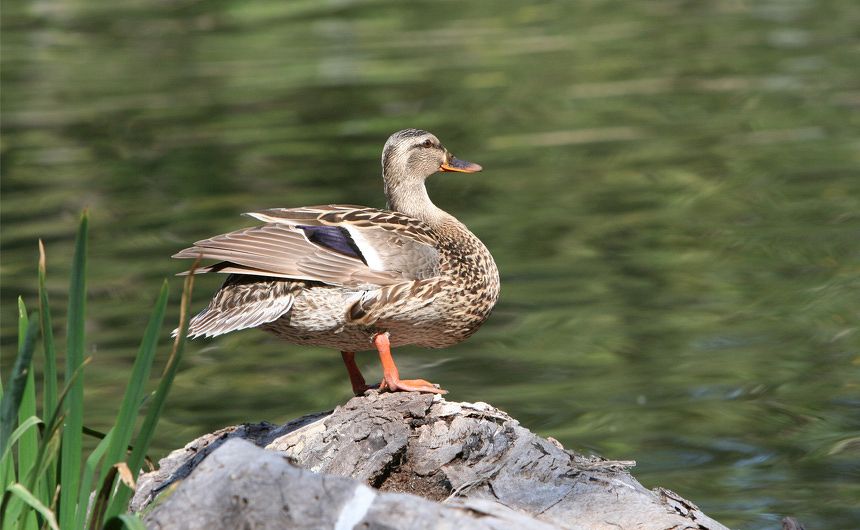 Frühlingslandschaft