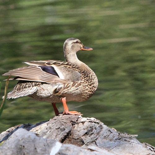 Frühlingslandschaft