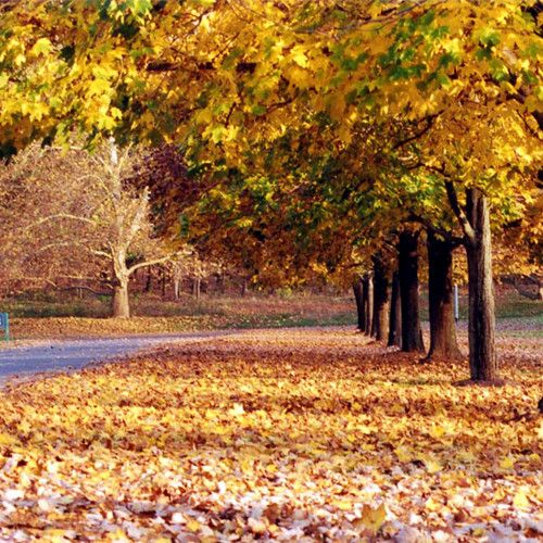 Herbstliche Landschaft