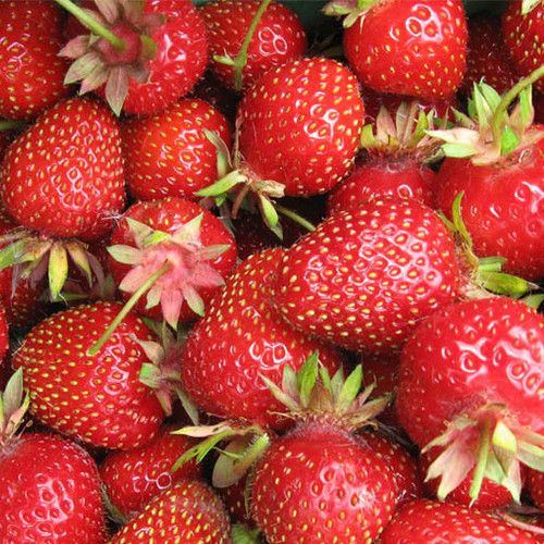 Saftige rote Erdbeeren