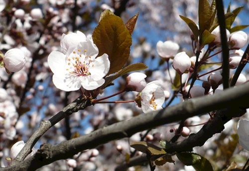 Frühling