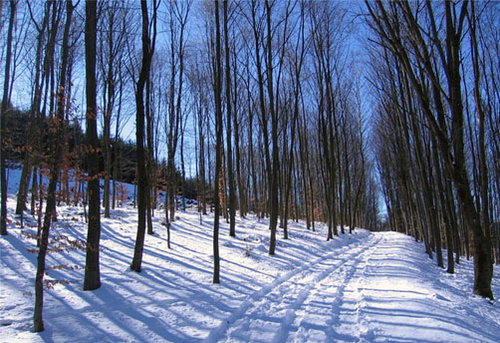 Winter