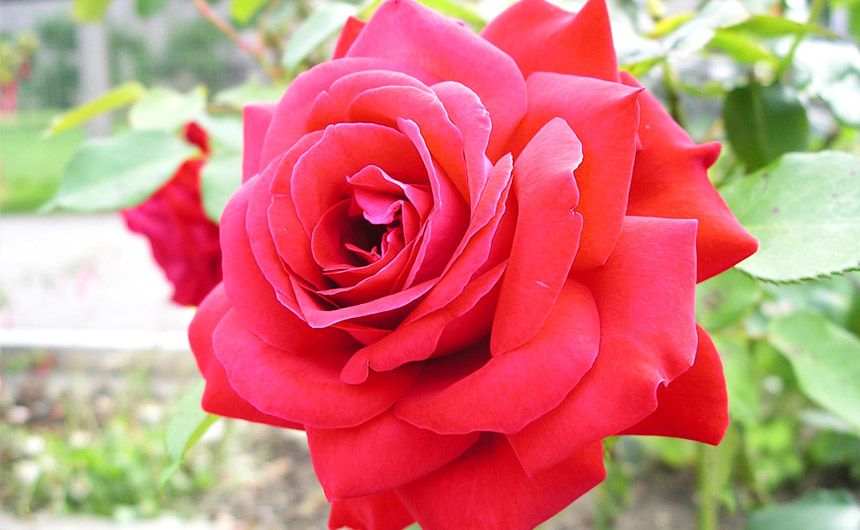 Rose