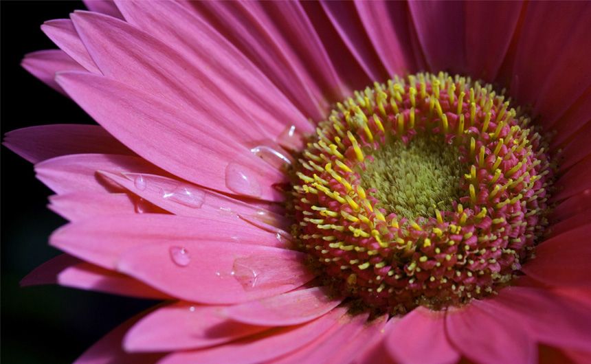 Blume