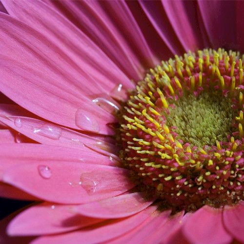 Blume