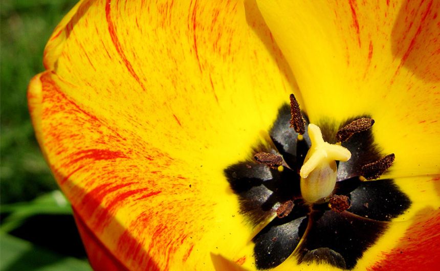 Gelbe Blume