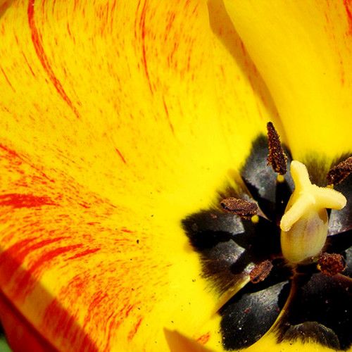 Gelbe Blume