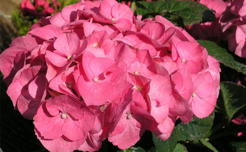 Blume