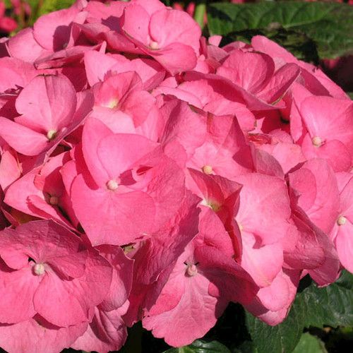 Blume