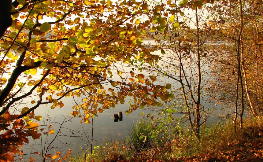 Bäume am Wasser