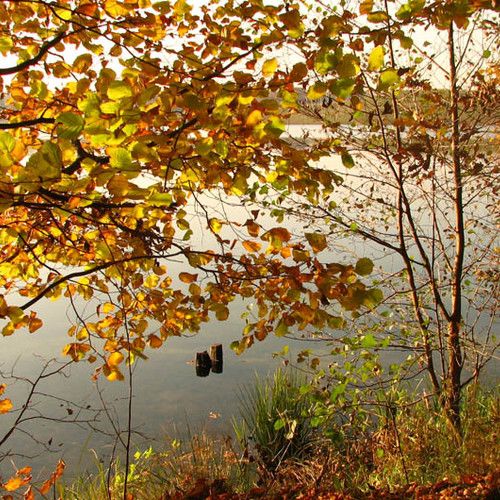 Bäume am Wasser