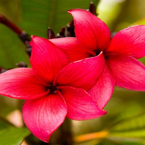 Sternenblume