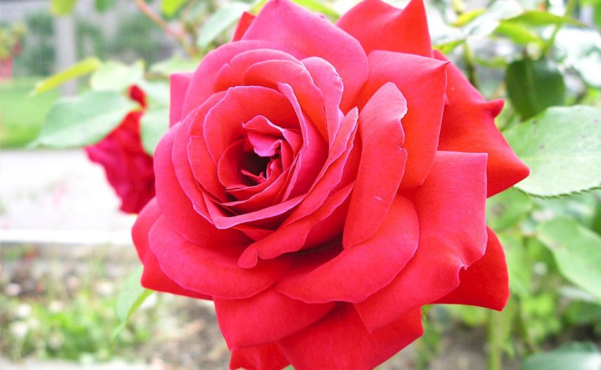 Rose