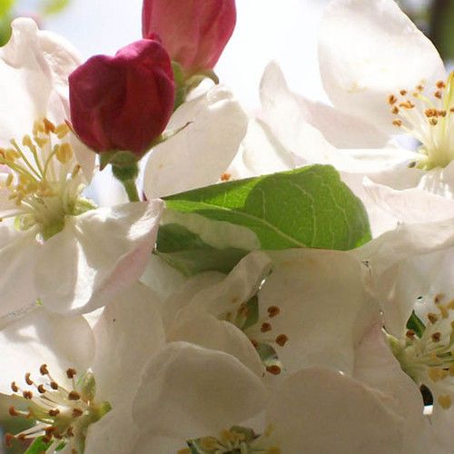 Knospen