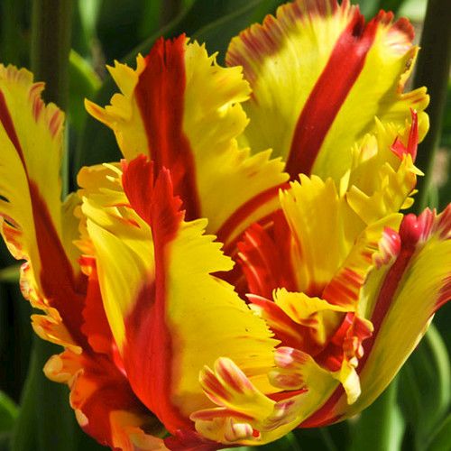 Frühlingsfarben