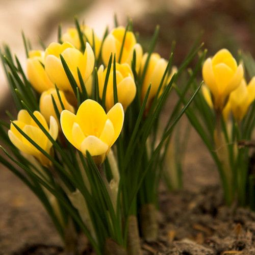 Krokusse