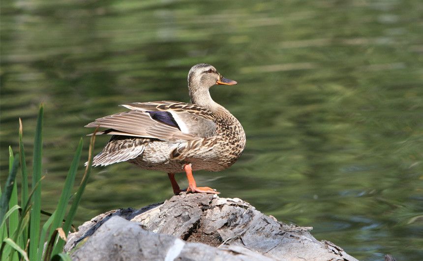 Frühlingslandschaft