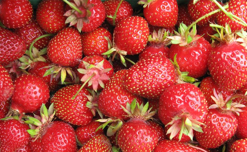 Saftige rote Erdbeeren