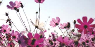 Sommer