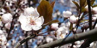 Frühling