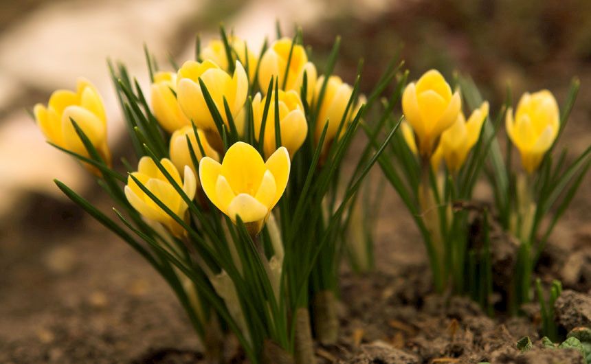 Krokusse