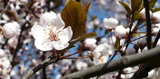 Frühling