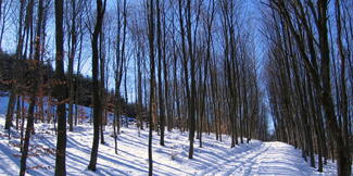Winter