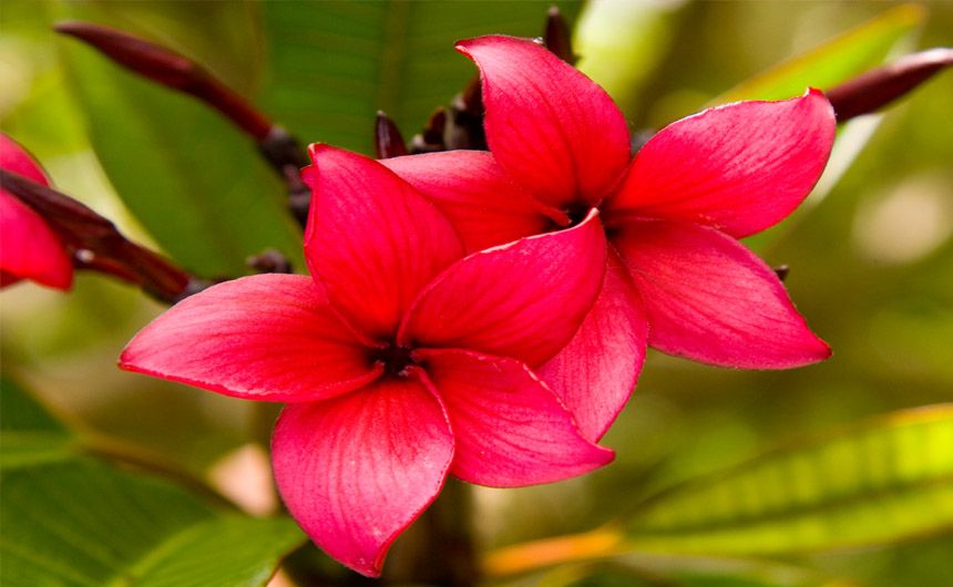 Sternenblume