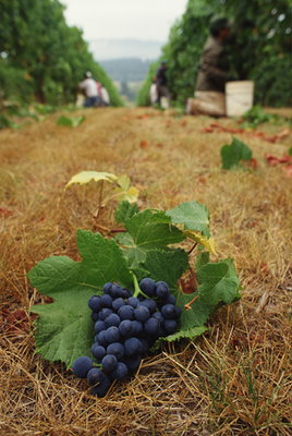 Weinrebe auf Feld