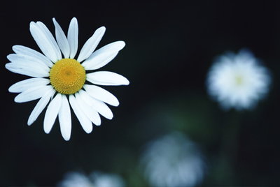 Gänseblümchen