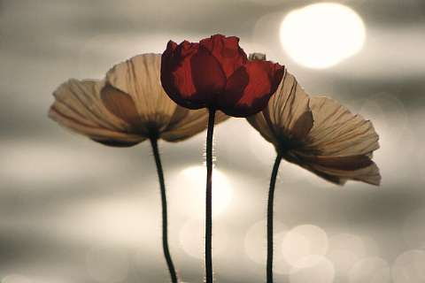Mohnblumen