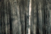 Winterbäume