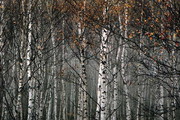 Bäume im Winter