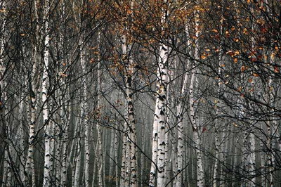 Bäume im Winter