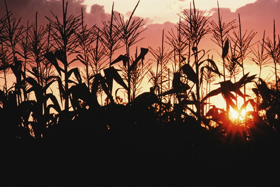Maisfeld bei Sonnenuntergang