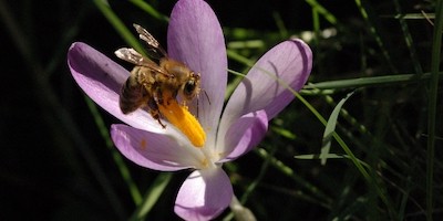 Das Bootshausgelände soll für die Bienen blühen