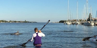 Delphine in Florida als tägliche „Trainingspartner“