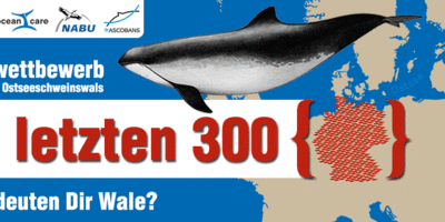 Die letzten 300 brauchen unsere Hilfe - Kreativwettbewerb zum Schutz der Ostseeschweinswale