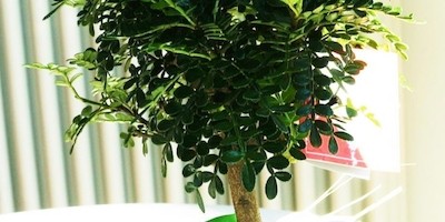 Mit einem Bonsai als Wegbegleiter in Richtung Olympia 2020