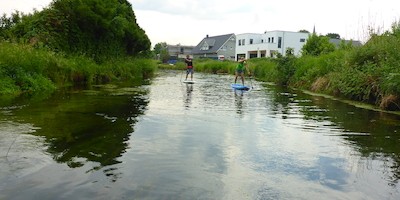 Störauswirkung des SUP-Sports auf Wasservögel sollte sorgfältig geprüft werden